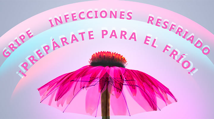 ¡Fortalece tus defensas con la equinácea!